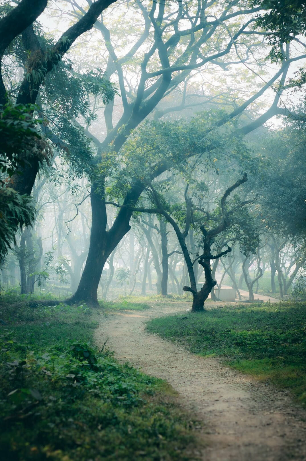 Misty green forest path in soft morning light